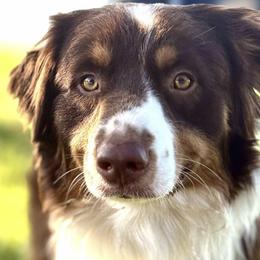 Mastiffs and Miniature Australian Shepherds from M&M Aussie's & Mastiff's