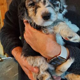 Aussiedoodle, Bernedoodle, and Poodle Puppies from Sis' Doodles & Poodles