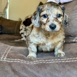 Bandit - Brindle male Dachshund puppy in Hornbeck, Louisiana from A&Z Mini Dachshunds