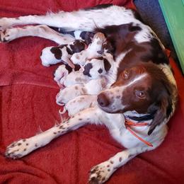 Boy 4 - Orange and white male Brittany puppy in North Hampton, New Hampshire from Birch Spring Brittanys