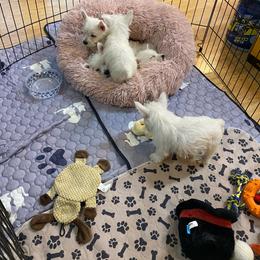Baby - White female West Highland White Terrier puppy in Blue Hill, Nebraska from BlueBelle's Canine Companions