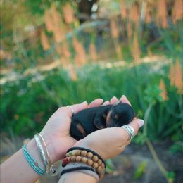 Girl 2 - Yorkshire Terrier puppy in Waianae, Hawaii from Makanalani Yorkies and Iggys