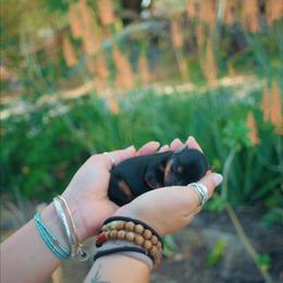 Girl 2 - Yorkshire Terrier puppy in Waianae, Hawaii from Makanalani Yorkies and Iggys