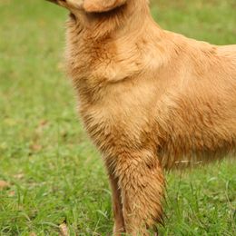 Belgian Tervuren and Golden Retrievers from Rise and Shine Kennels