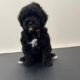 Max - Black male Bernedoodle puppy in Gainesville, Florida from Pet Inn Xxweetdoodles