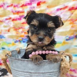 Pixie - Blue and gold female Yorkshire Terrier puppy in Monticello, Iowa from Ashley’s Puppies