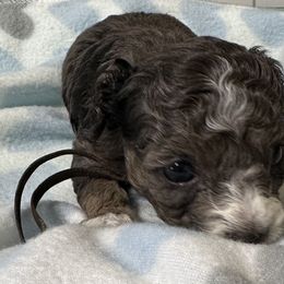 Cockapoo, Goldendoodle, and Maltipoo Puppies from Loris Pampered Pooches💕