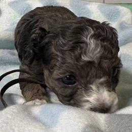 Cockapoo, Goldendoodle, and Maltipoo Puppies from Loris Pampered Pooches💕