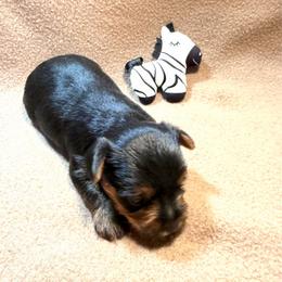 Arlo - Black and tan male Yorkshire Terrier puppy in Paris, Tennessee from Nolan’s Yorkie Farm