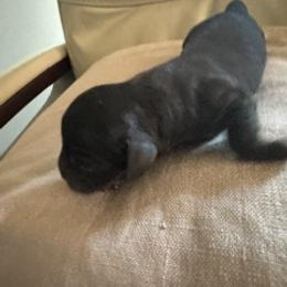Frannie - Black female Cavapoo puppy in St. Louis, Missouri from Sweet Snuggles Cavapoos