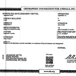 French Bulldog All Grown Up from YSetteL French Bulldogs