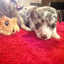 Louis AKC - Blue merle male Chihuahua puppy in Seneca, Missouri from Stephanie’s Puppy Colony