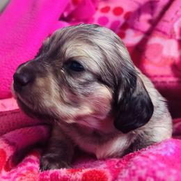 Basil-Apply only if ready. - Cream male Dachshund puppy in Wisconsin from Lake Country Dachshunds