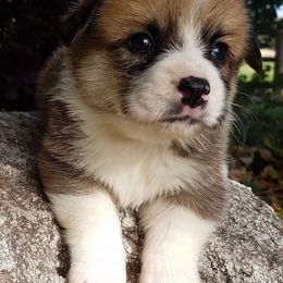 Pembroke Welsh Corgi Puppies from Iron Moss Ranch