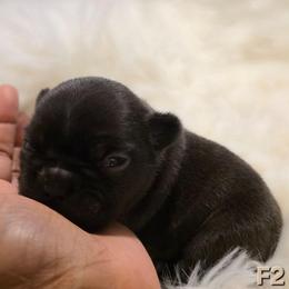 (F2) Penny - Brindle and white female French Bulldog puppy in Springfield, Missouri from #1 Frenchies aka Nokie's Bullies