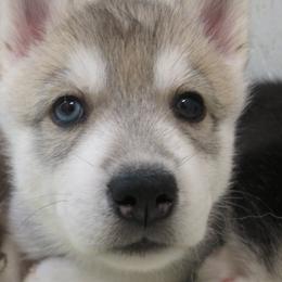 Silo - Gray and white female Siberian Husky puppy in Middlebury, Vermont from Rebel Huskys