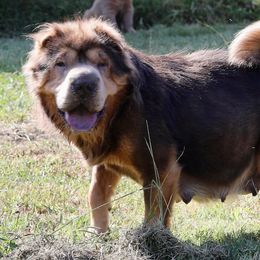 Valentina - Chinese Shar-Pei