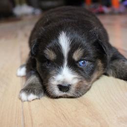 Pegasus - Black tri-color female Australian Shepherd puppy in Sonoita, Arizona from Gardner Canyon Kennels