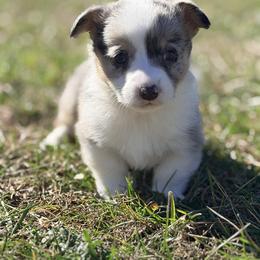 Boy 5 - male American Corgi puppy in Crossville, Tennessee from MKC Farms