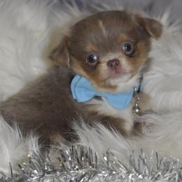 Prancer - Blue and tan male Chihuahua puppy in Gloucester, Virginia from Charlotte's Web of Chihuahuas