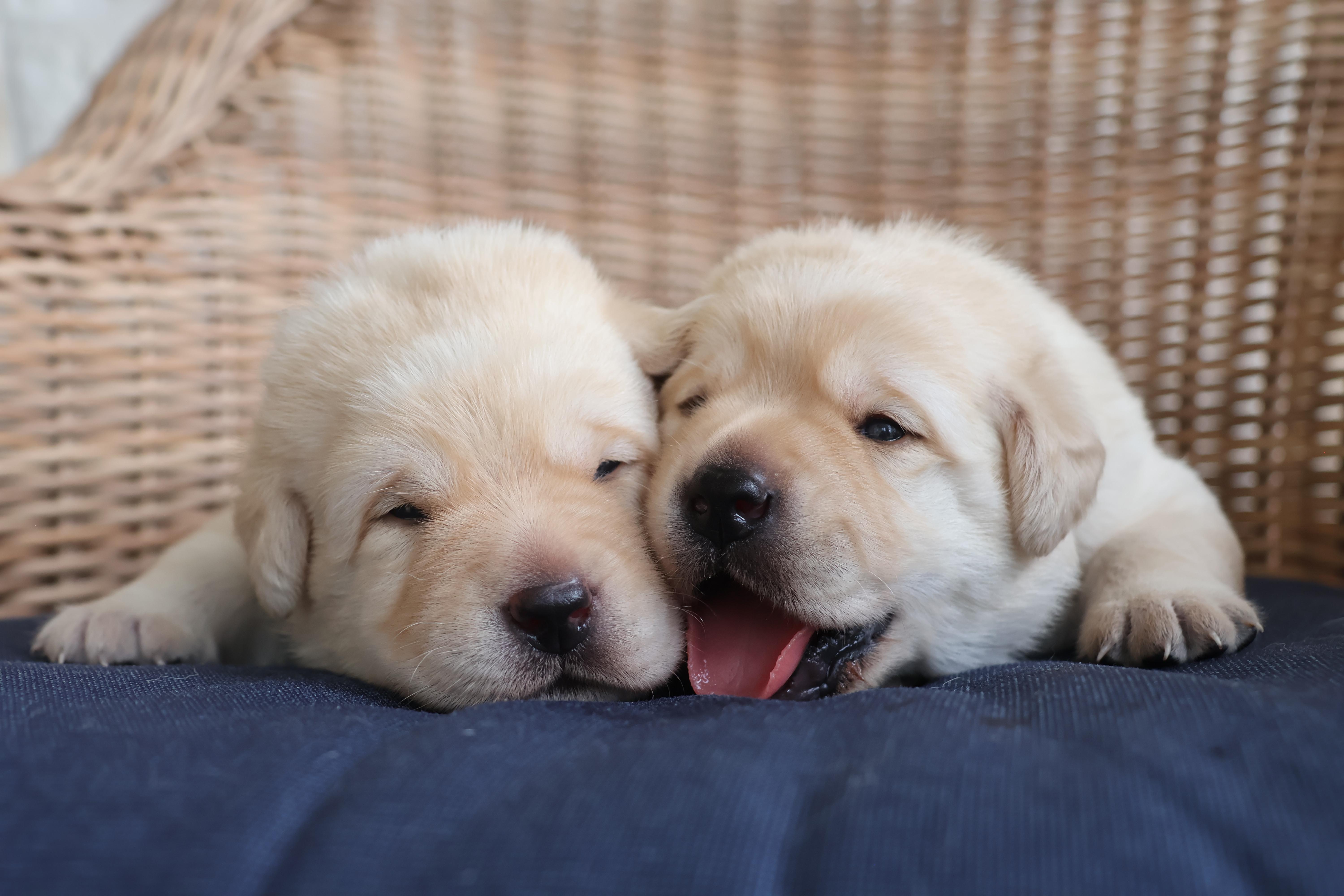 Pride Rock Labradors in Texas | Labrador Retriever puppies | Good Dog