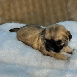 Callie - Brindle female Shih Tzu puppy in Reading, Michigan from You Little Shih-tzu’s 😊