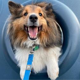 Shetland Sheepdogs from Andrea's Shetland Sheepdogs