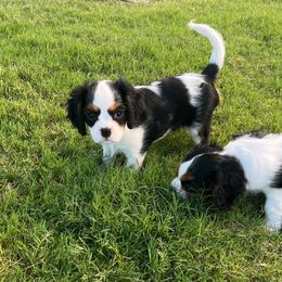 Sunshine - Tri-color female Cavalier King Charles Spaniel puppy in Forney, Texas from Small Town Cavaliers