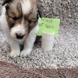 Shetland Sheepdog Puppies from Jones Stacy