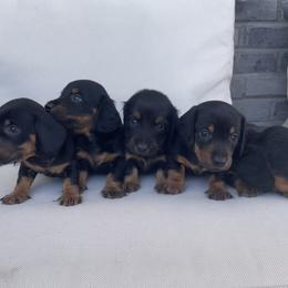 Dachshund puppies from Ozge's Dachshunds