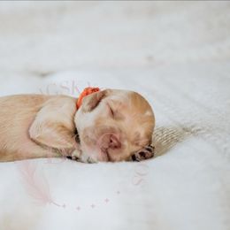 Orange Collar - Buff male Cockapoo puppy in Missoula, Montana from Big Sky Cockapoos