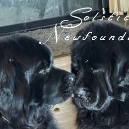 Newfoundlands from Solstice Newfoundlands