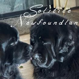 Newfoundlands from Solstice Newfoundlands