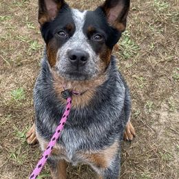 Australian Cattle Dog All Grown Up from Sooner or Later ACDs