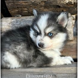 Runamok Cookies For Santa (Chip) - Black and white male Pomsky puppy in St. Maries, Idaho from Runamok Farm