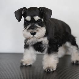 Miniature Schnauzer Puppies from Snowflake Schnauzers