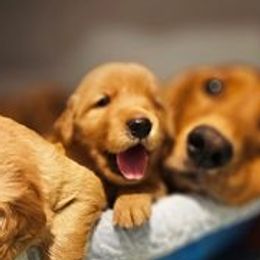 Golden Retriever puppies from Soda Springs Kennel