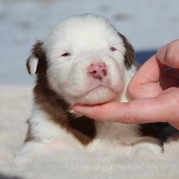 Pompompurin-1400 - Red tri-color male Australian Shepherd puppy in Star City, Arkansas from Circle P Farm Australian Shepherds