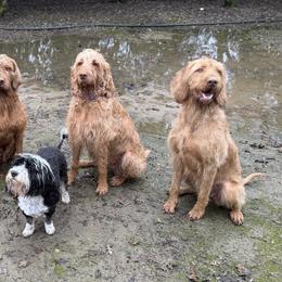 Wirehaired Vizslas from AcornnAcres Wirehaired Vizslas