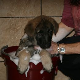 Shiloh Shepherd Puppies from Solace Shilohs