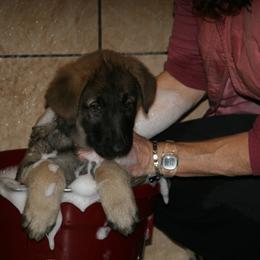Shiloh Shepherd Puppies from Solace Shilohs