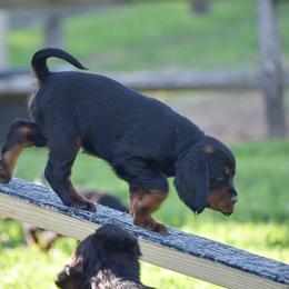 Girl 3 - Black and tan female Gordon Setter puppy in Gordonville, Pennsylvania from Blue Ribbon Setters