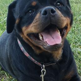 "Merlin " Rottweiler All Grown Up from Vom Haus Jonas Rottweilers