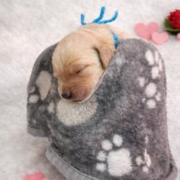 Dark Blue - Apricot male Goldendoodle puppy in Boise, Idaho from Goldendoodle Baby