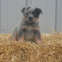 Cucumber - Blue female Australian Cattle Dog puppy in Buffalo Valley, Tennessee from Buffalo Valley Breeders