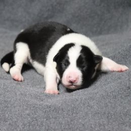 Miney - Black male Border Collie puppy in Richmond, Maine from Lil Maine Border Collies