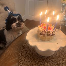 Ace - Shih Tzu