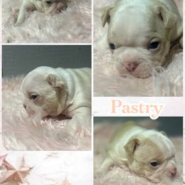 Pastry - Seal and white female Boston Terrier puppy in Brazos Point, Texas from TX Southern Belle Bostons
