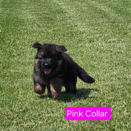 Pink Collar - Black and red female German Shepherd puppy in Sumner, Iowa from Vom Wilke Kennels