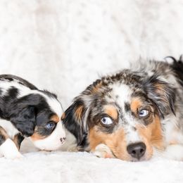 Companion Cross Puppies from The Darling Pup